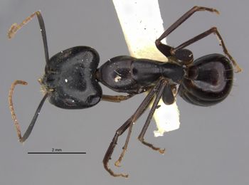 Media type: image;   Entomology 26113 Aspect: habitus dorsal view